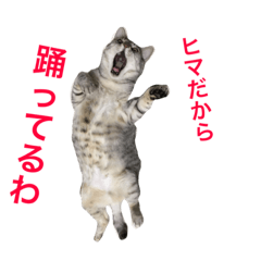 Lineスタンプ うちの猫の絵と写真 8種類 1円