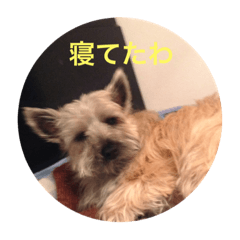 Lineスタンプ テリア 犬 かわいい画像 8種類 1円