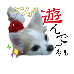 Lineスタンプ チワワ犬のあんチャン 8種類 1円