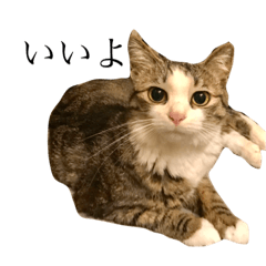 Lineスタンプ かわいい猫のモコ 8種類 1円